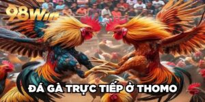 Đá Gà Trực Tiếp Ở Thomo 98win| Hội Tụ Các Trận Đấu Đỉnh Cao