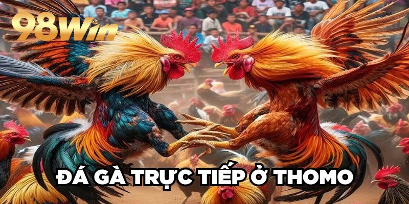 Đá Gà Trực Tiếp Ở Thomo 98win| Hội Tụ Các Trận Đấu Đỉnh Cao
