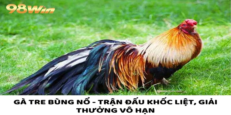 Gà Tre Bùng Nổ - Trận Đấu Khốc Liệt, Giải Thưởng Vô Hạn